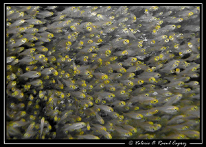 Pointillism technique in 2011 :-)

 by Raoul Caprez 